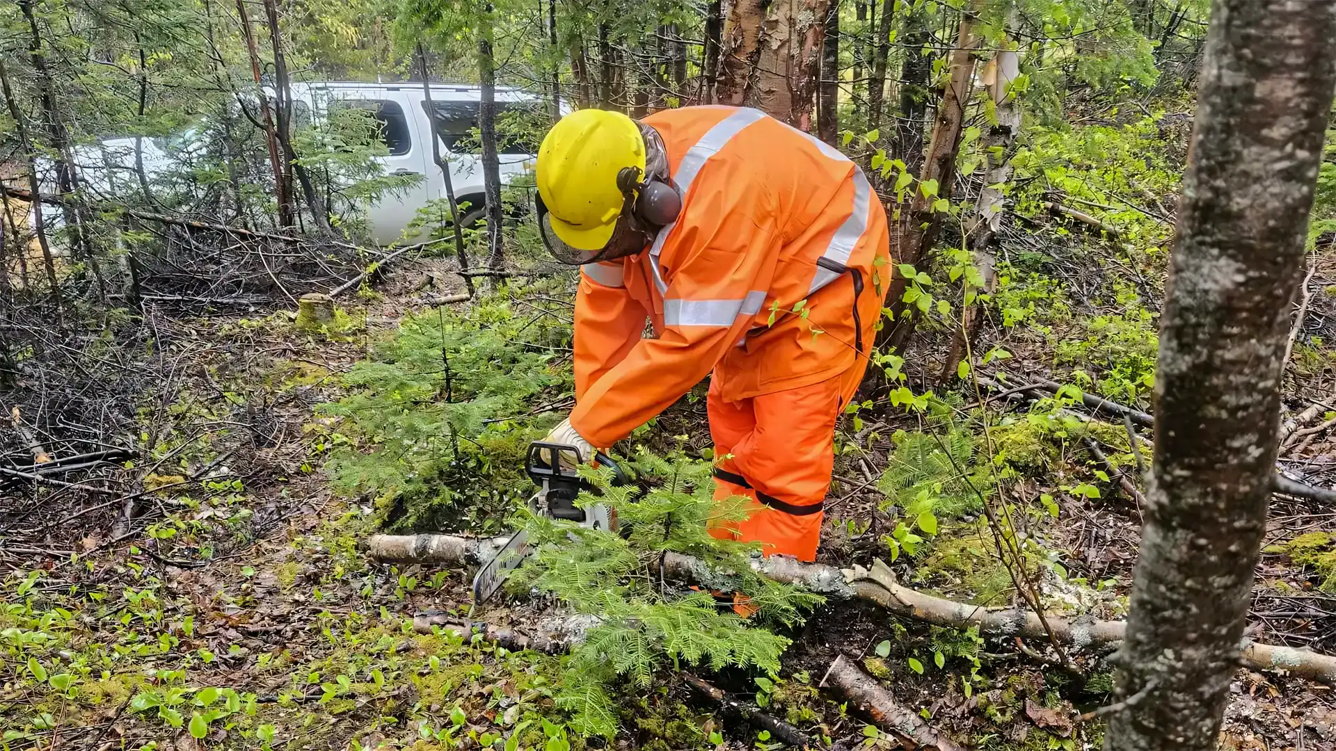 Formation scie à chaîne | Formation Sc 1